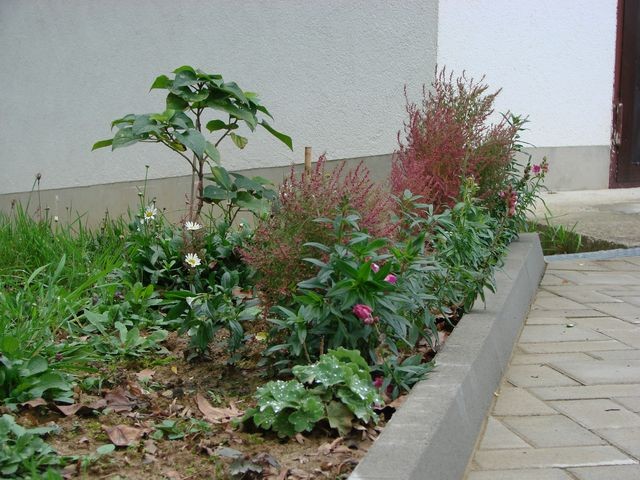clerodendron uz garažu